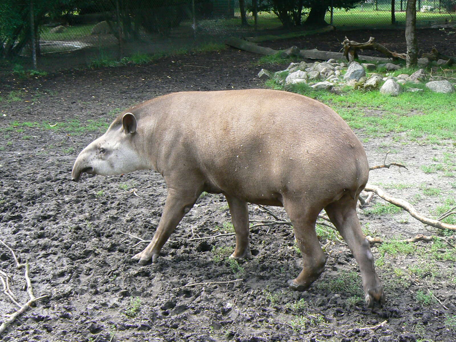 Image of Brazilian Tapir