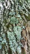 Image of shield lichen