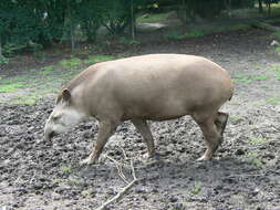 Image of Brazilian Tapir