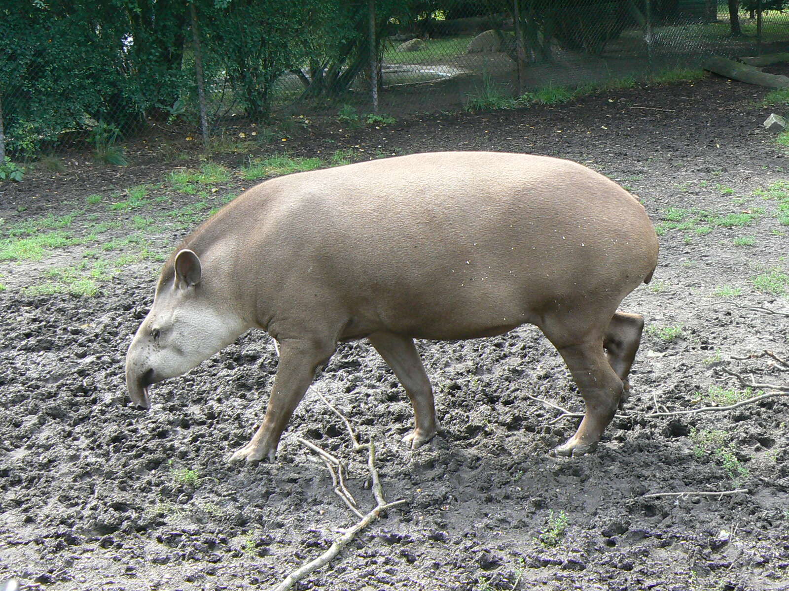 Image of Brazilian Tapir