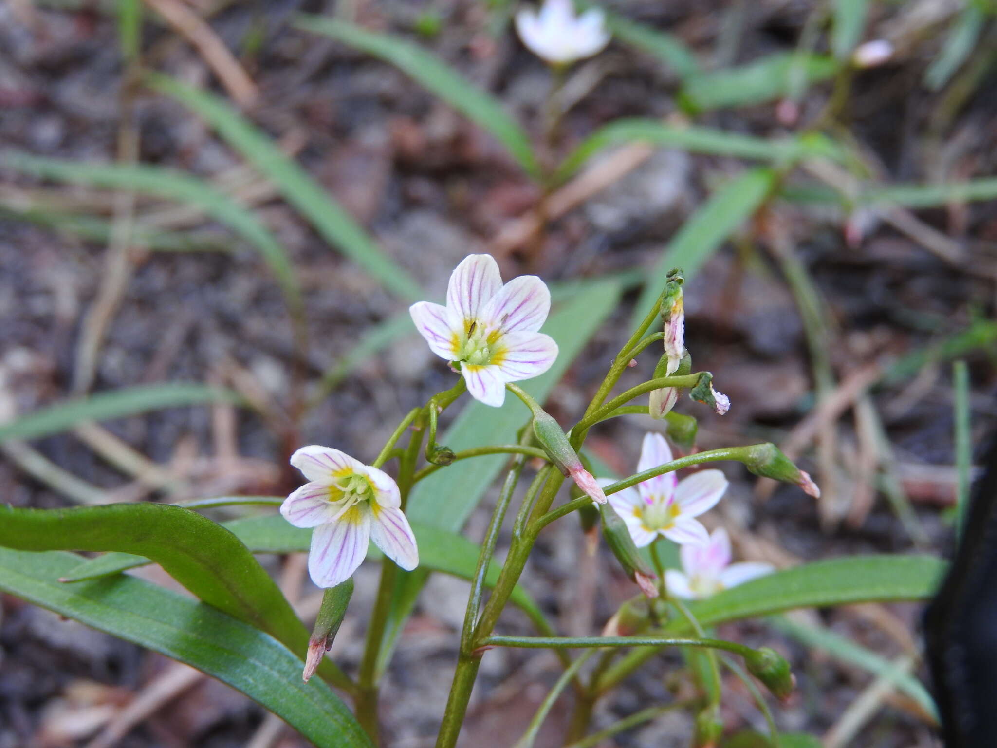 Image of lanceleaf springbeauty