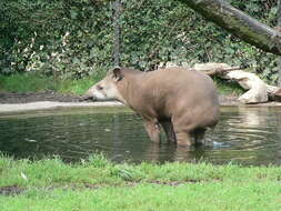 Image of Brazilian Tapir