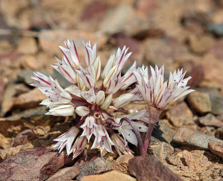 Image of darkred onion