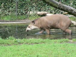 Image of Brazilian Tapir