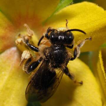 Image of Macropis fulvipes (Fabricius 1804)