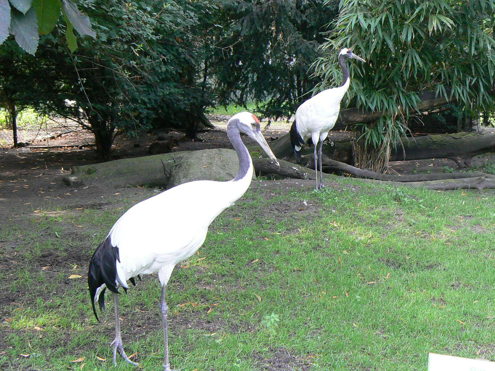 Image of Japanese Crane