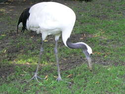 Image of Japanese Crane