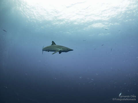 Image of Silky Shark