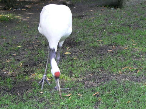 Image of Japanese Crane