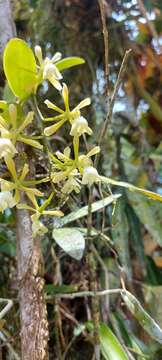 Image of Epidendrum coronatum Ruiz & Pav.