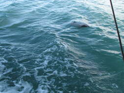 Image of Hector's Dolphin