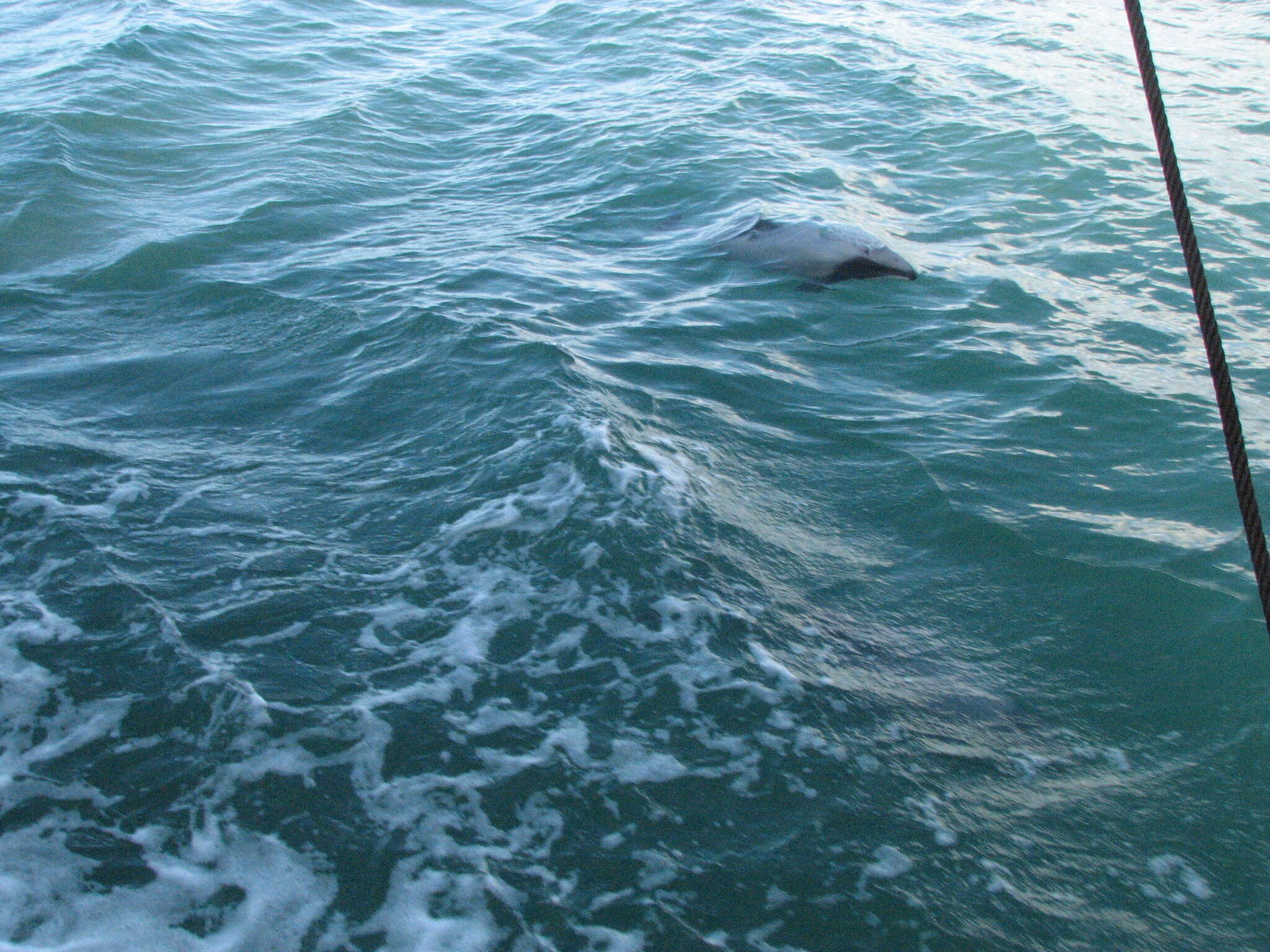 Image of Hector's Dolphin