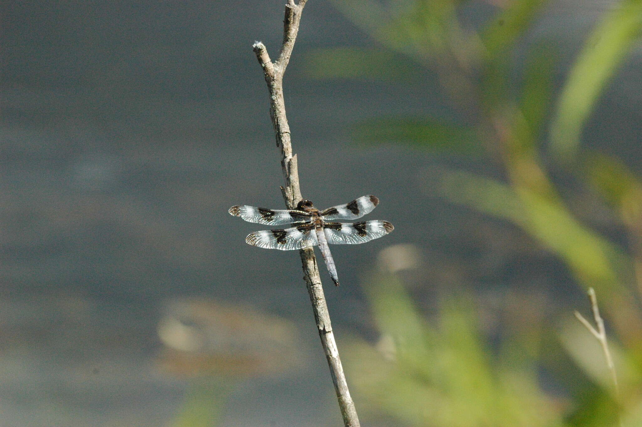 Image of Twelve-spotted skimmer