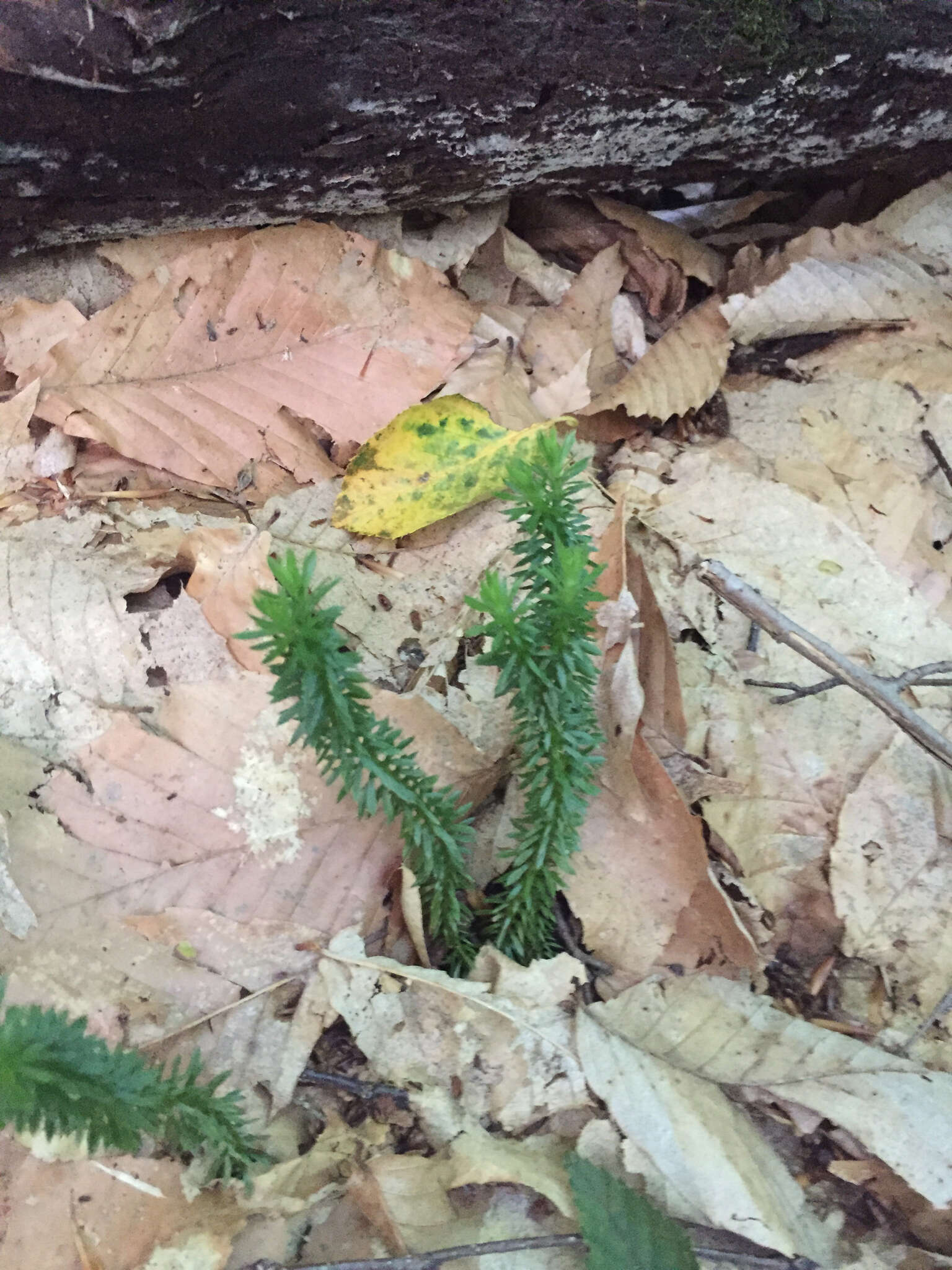 Image of shining clubmoss