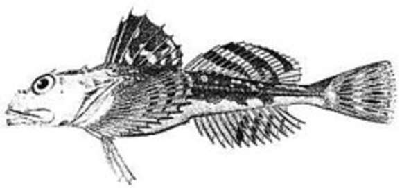 Image of Longhorn sculpin