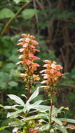 Imagem de Digitalis canariensis L.