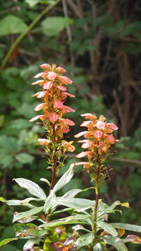 Imagem de Digitalis canariensis L.