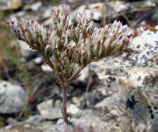 Sivun Petrosedum subulatum (C. A. Mey.) Afferni kuva