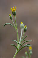 Image of Jepson's woolly sunflower