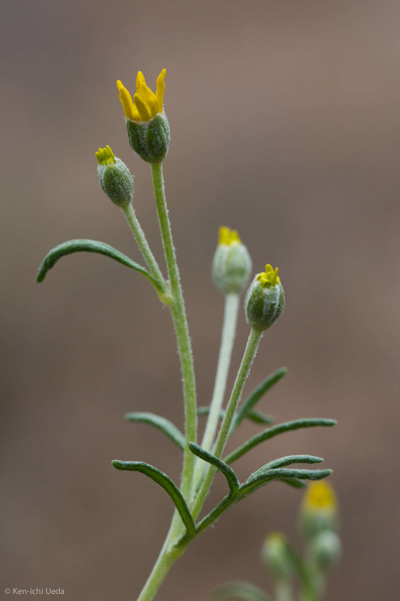 Image of Jepson's woolly sunflower