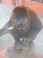 Image of Colombian Red Howler Monkey