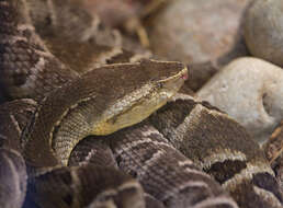 Image of Brazilian Lancehead