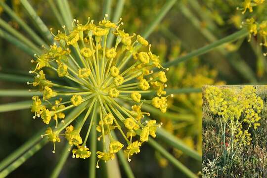 Image of Thapsia villosa L.