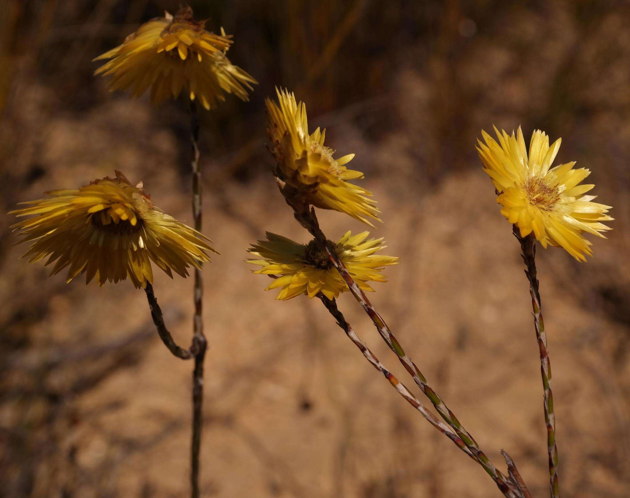 Imagem de Edmondia fasciculata (Andr.) Hilliard