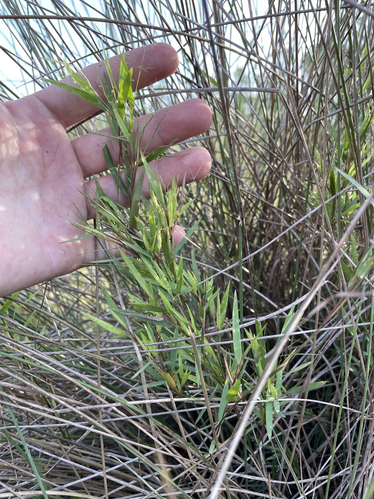 Imagem de Panicum dichotomum L.