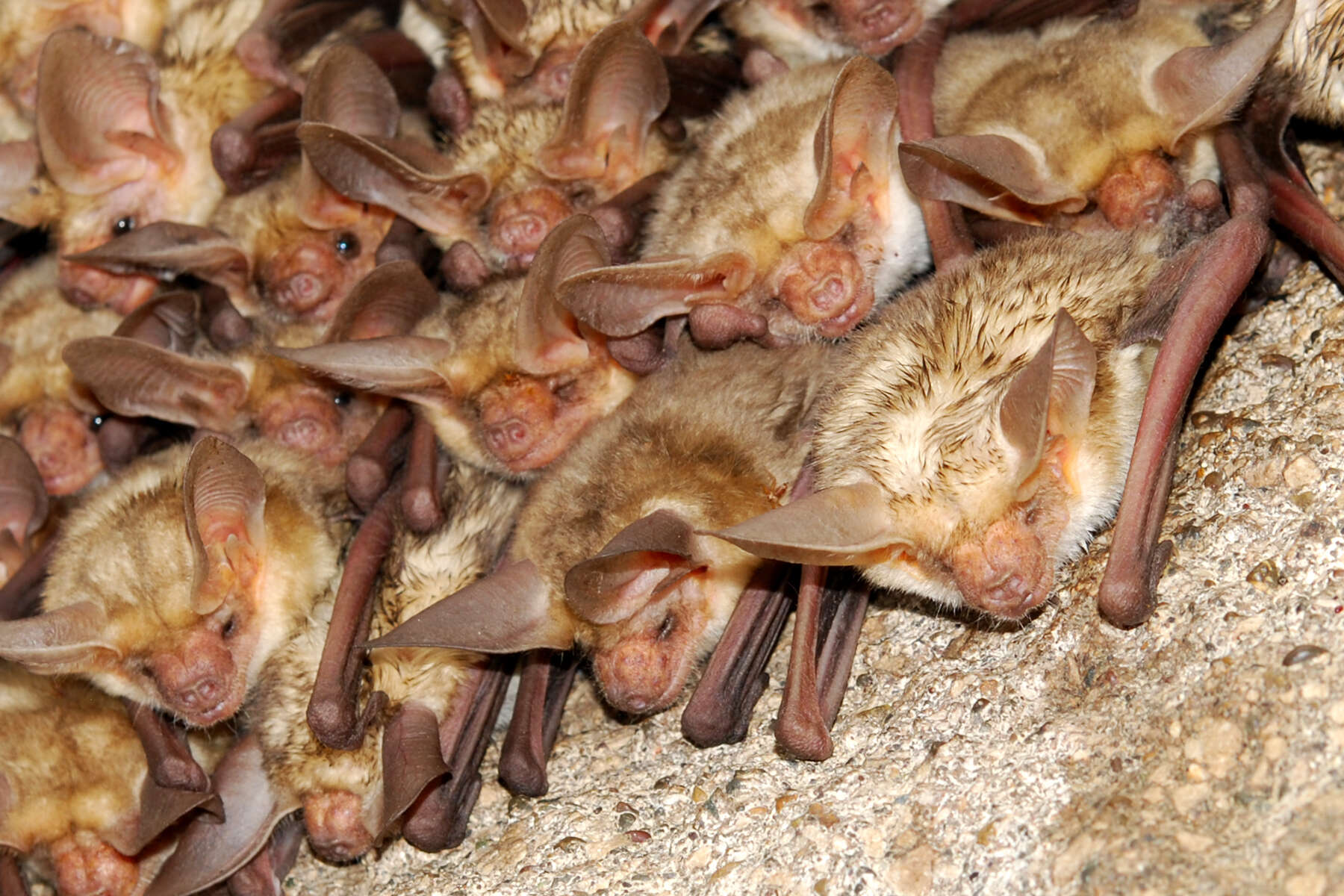 Image of pallid bat