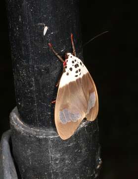 Слика од Amerila nigropunctata Bethune-Baker 1908