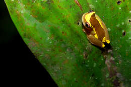 Image of Dendropsophus bifurcus (Andersson 1945)