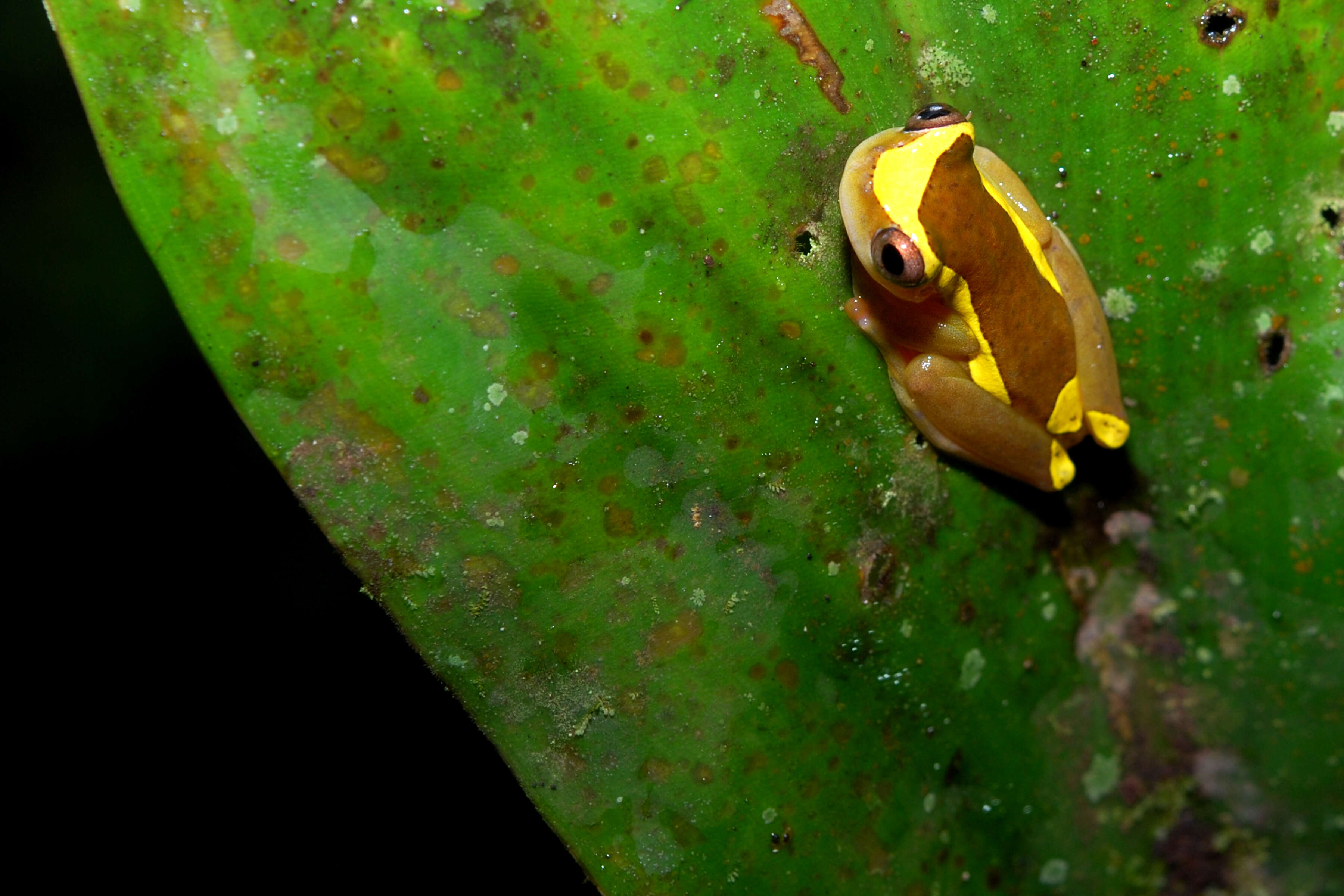 Image of Dendropsophus bifurcus (Andersson 1945)