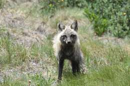 Sivun Vulpes vulpes macroura Baird 1852 kuva