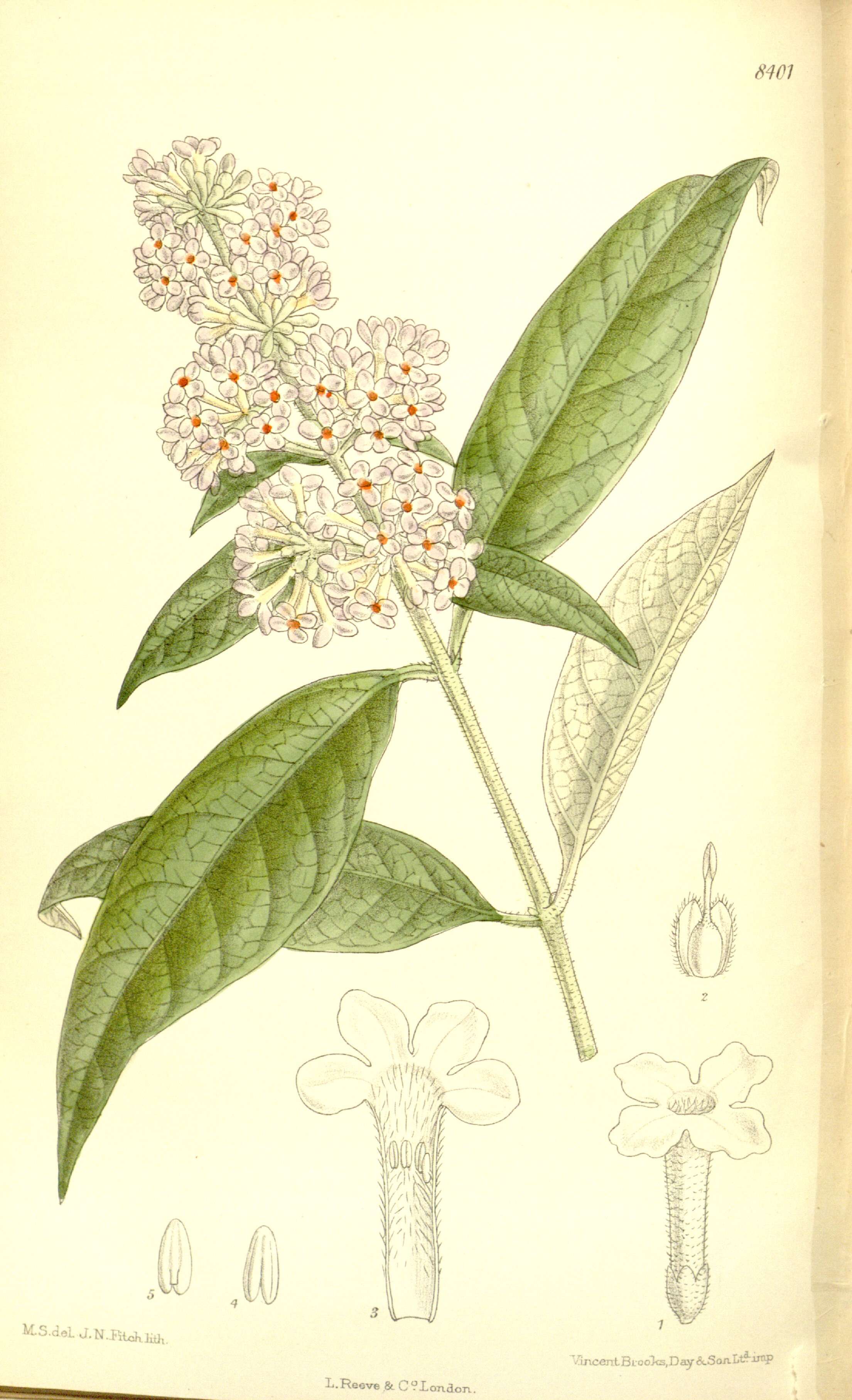 Слика од Buddleja officinalis Maxim.