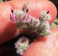 Image of Erica pilosiflora subsp. pilosiflora