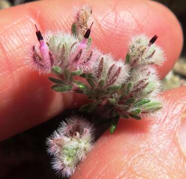 Image of Erica pilosiflora E. G. H. Oliver