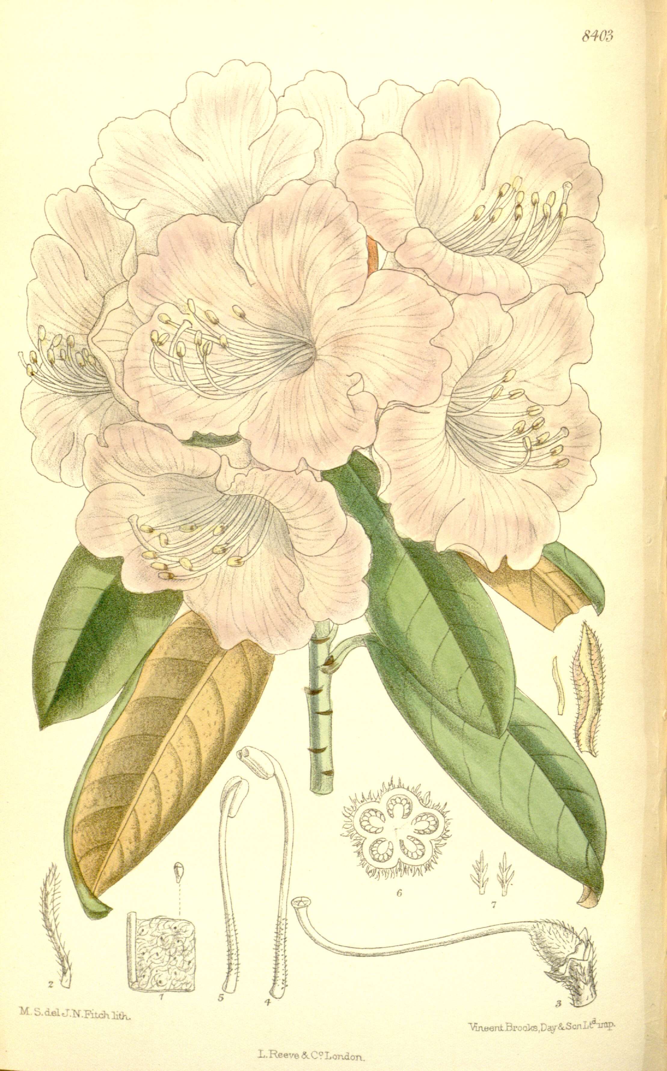 Imagem de Rhododendron degronianum Carr.