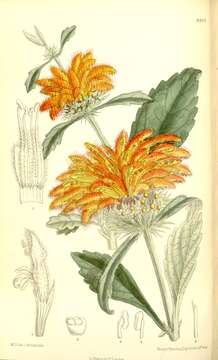 Image of Broadleaf leonotis