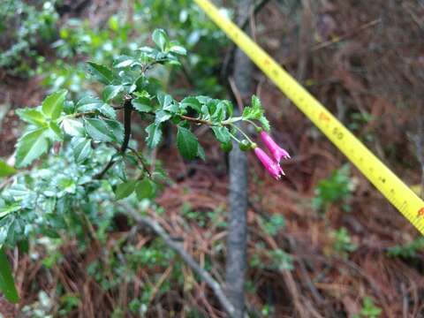 Image of Fuchsia microphylla Kunth