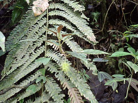 Image of Glossoloma purpureum (L. P. Kvist & L. E. Skog) J. L. Clark