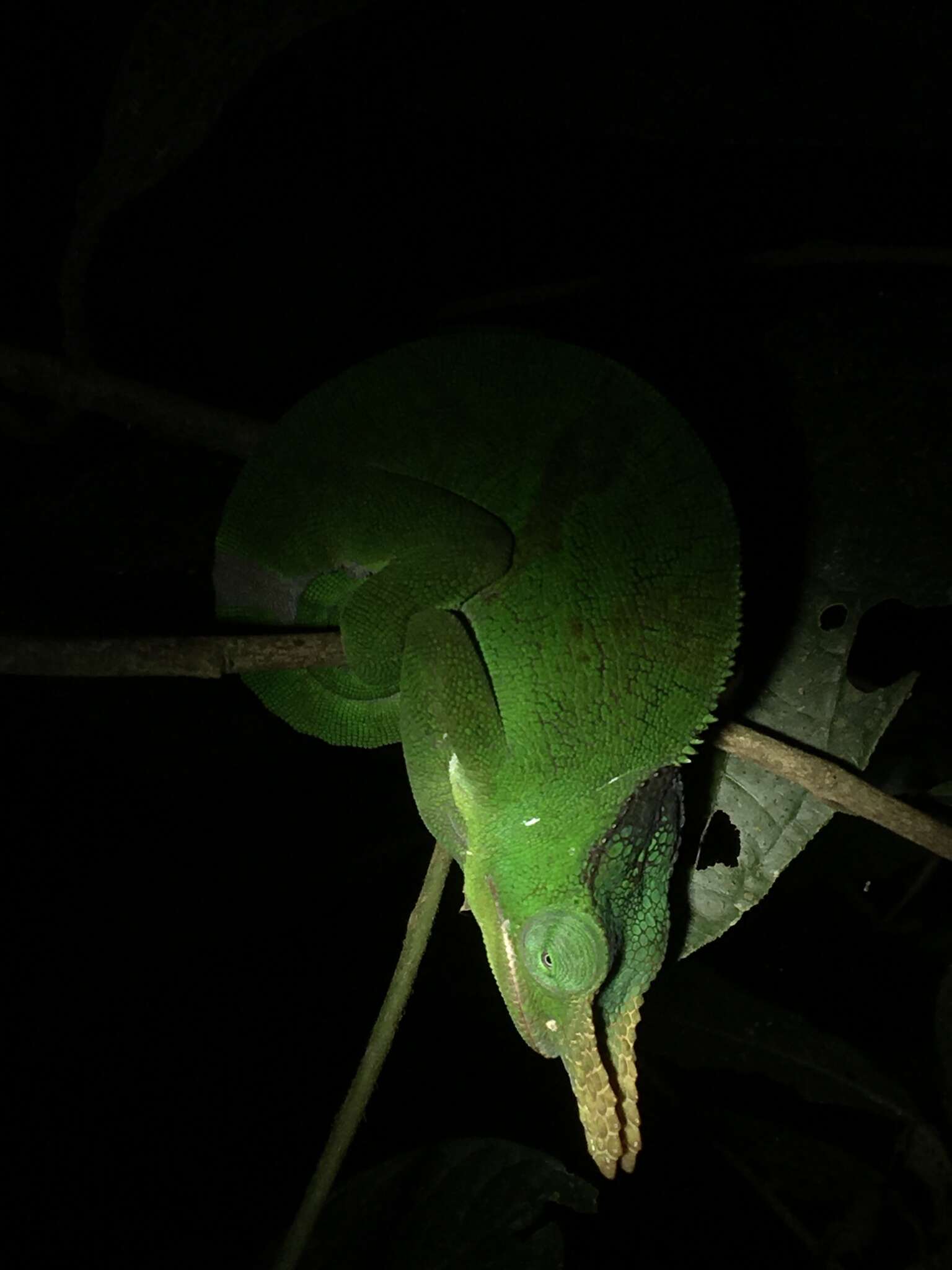 Image of Giant East Usambara Blade-horned Chameleon