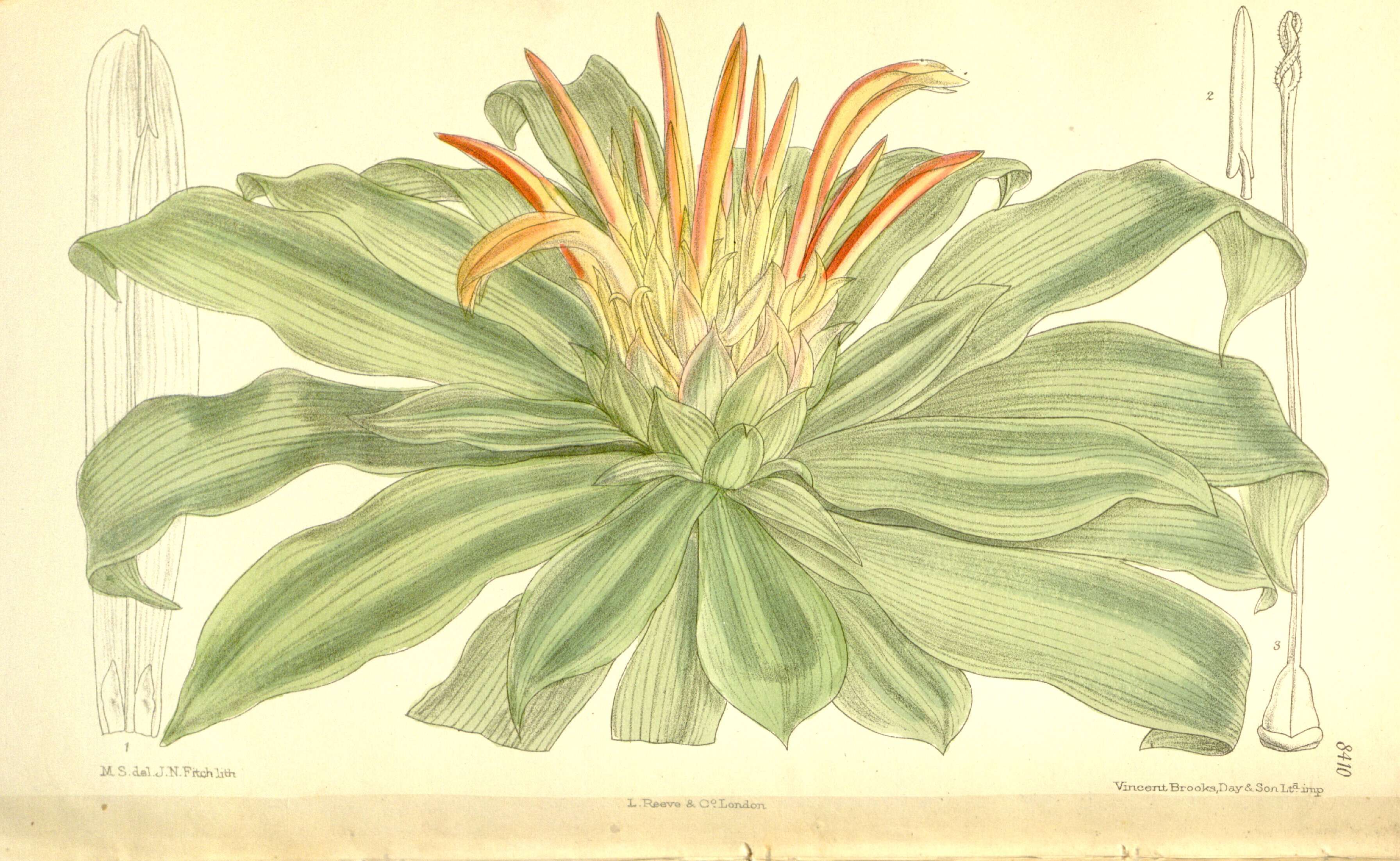 Image of Pitcairnia tabuliformis Linden