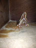 Image of Ceanothus Silkmoth