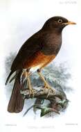 Image of thrushes