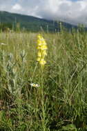 Image of Linaria biebersteinii Besser