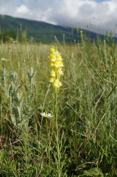 Image of Linaria biebersteinii Besser