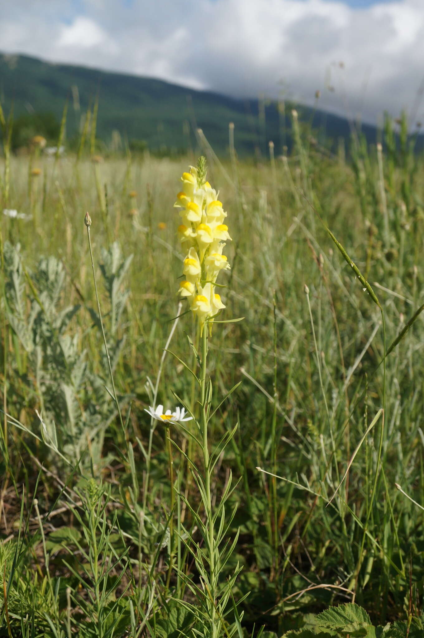 Plancia ëd Linaria biebersteinii Besser