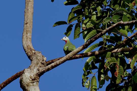 Image of White-headed Fruit Dove