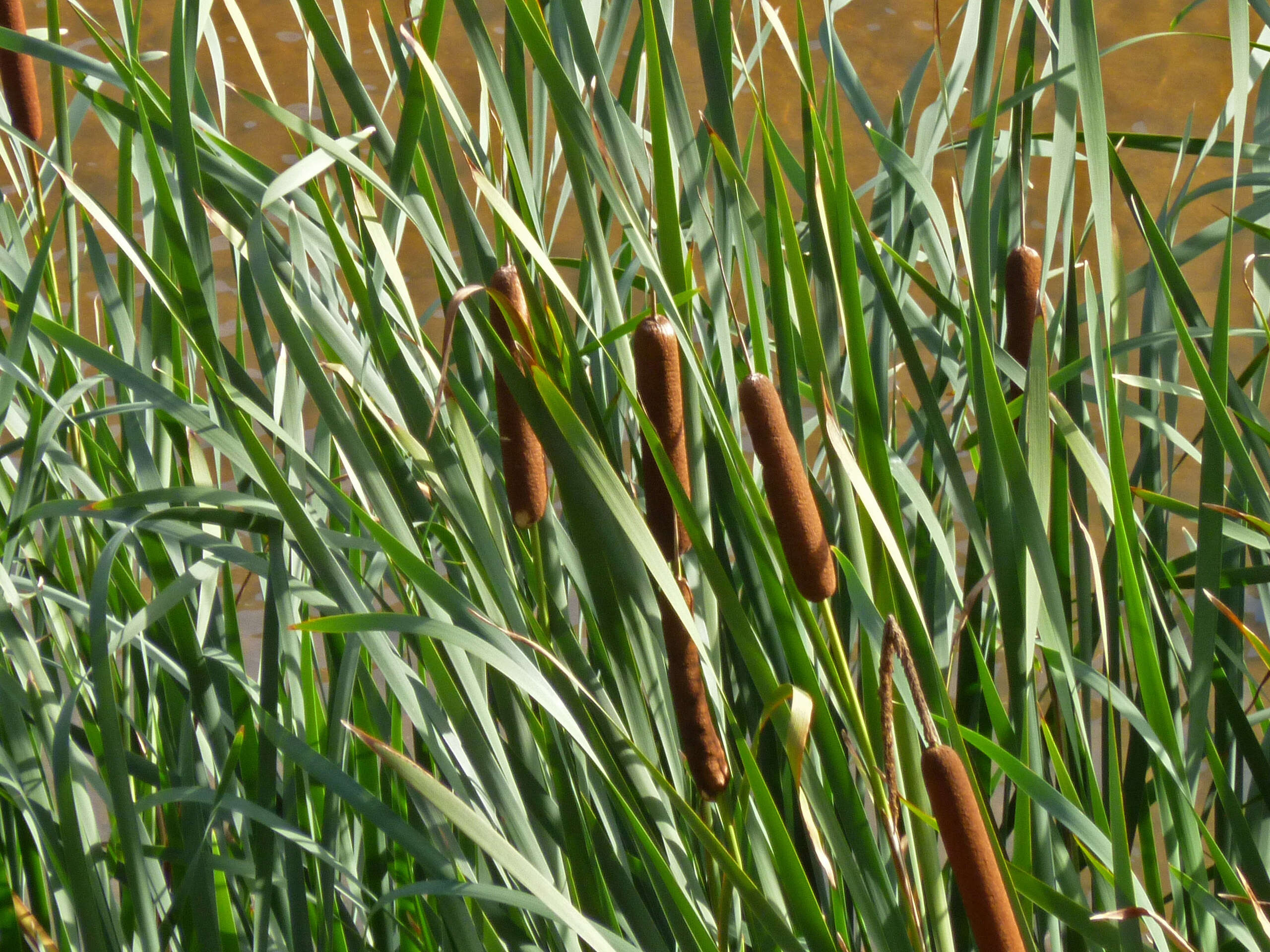 Image of broadleaf cattail